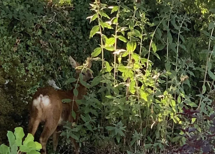 Chata Domaine Du Mas De Tourel Avec Piscine Et Privatif Dans Le Lot *