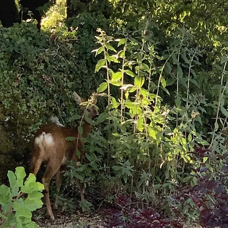 Lodge Avec Privatif *