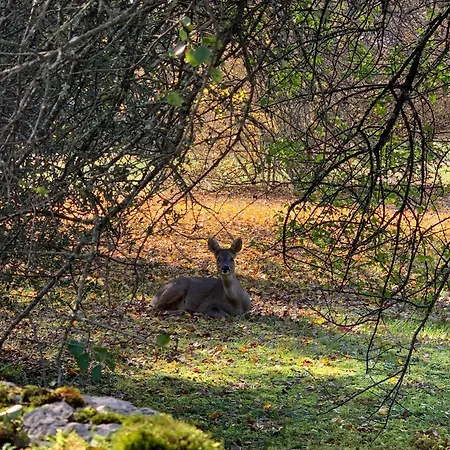 Avec Privatif אכסניה *